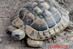 Griechische Landschildkröte, Testudo hermanni boettgeri