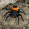Griechische Röhrenspinne, Eresus walckenaeri