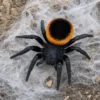 Griechische Röhrenspinne „Orange Ring“, Eresus walckenaeri