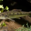 Gründling, Gobio gobio (Kaltwasser), DNZ, 7-10 cm