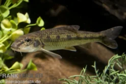 Gründling, Gobio gobio (Kaltwasser), DNZ, 7-10 cm