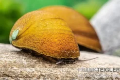 Grüne Algenrennschnecke, Neritina pulligera var. green