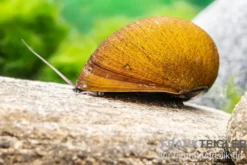 Grüne Algenrennschnecke, Neritina pulligera var. green