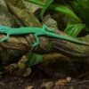 Grüne Baumeidechse, Gastropholis prasina