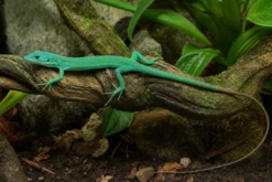 Grüne Baumeidechse, Gastropholis prasina