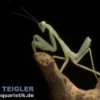 Grüne Curry Mantis, Sphodromantis lineola