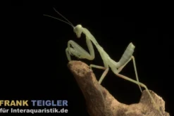 Grüne Curry Mantis, Sphodromantis lineola