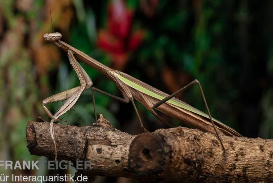 Grüne Fangheuschrecke, Green Mantis, Hierodula patellifera