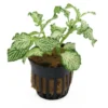 Grüne Fittonia, Fittonia verschaffeltii (Terrariumpflanze)