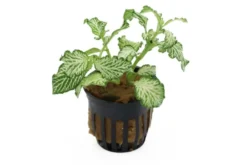 Grüne Fittonia, Fittonia verschaffeltii (Terrariumpflanze)