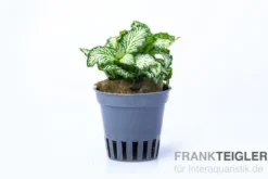 Grüne Fittonia, Fittonia verschaffeltii (Terrariumpflanze)