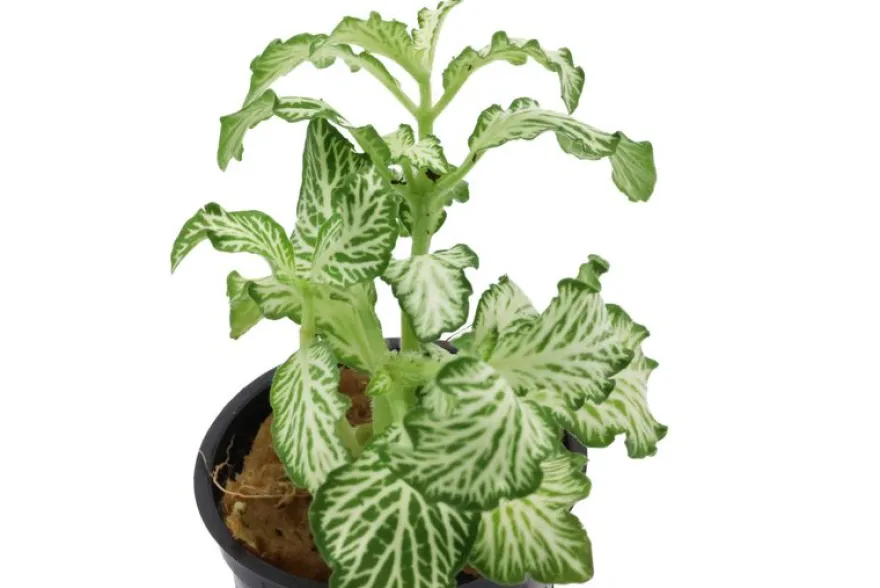 Grüne Fittonia, Fittonia verschaffeltii (Terrariumpflanze)