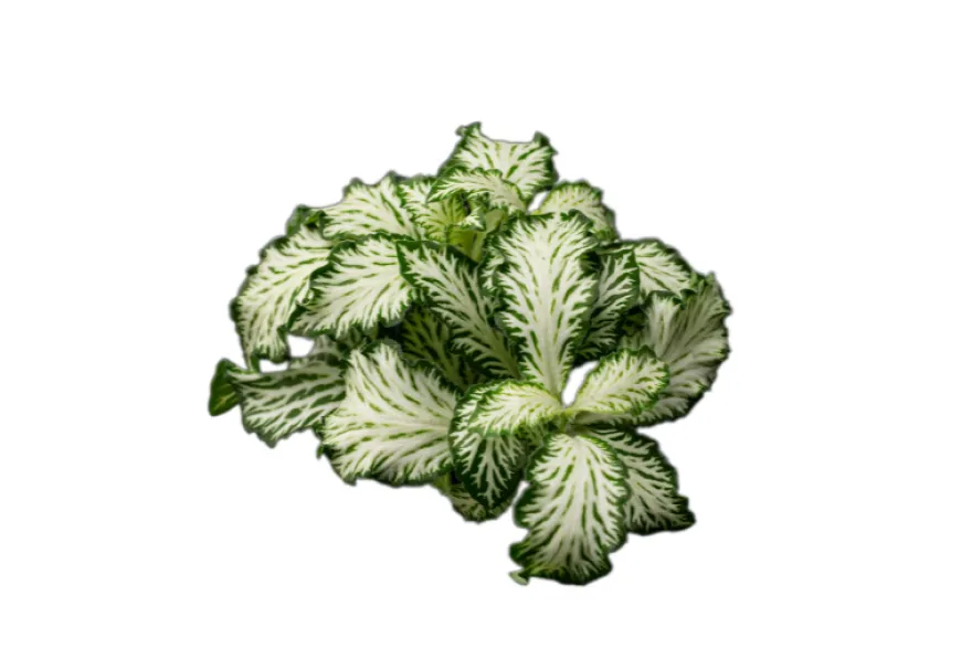 Grüne Fittonia, Fittonia verschaffeltii (Terrariumpflanze)