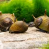 Grüne Geweihschnecke, Clithon corona