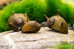 Grüne Geweihschnecke, Clithon corona