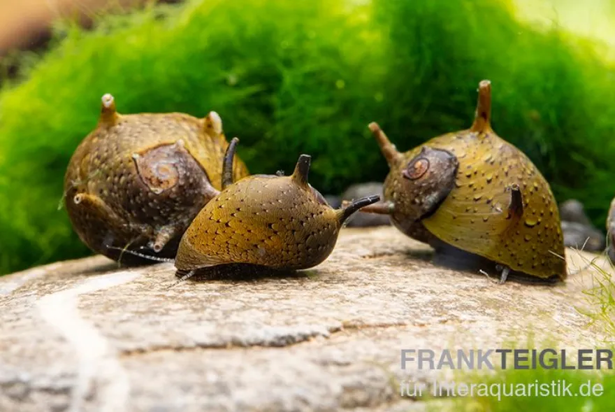 Grüne Geweihschnecke, Clithon corona