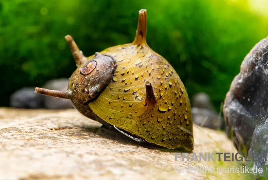 Grüne Geweihschnecke, Clithon corona