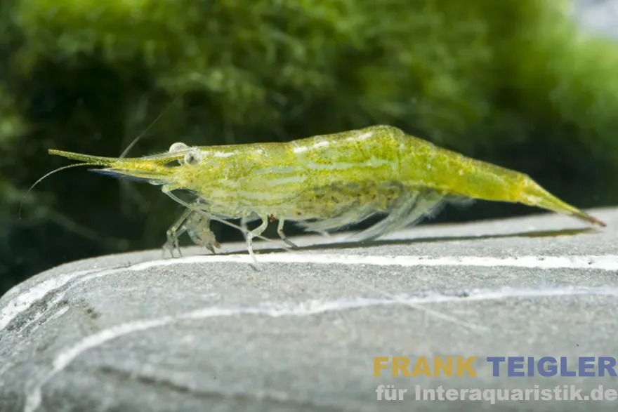 Grüne Nashorngarnele, Caridina hodgarti