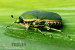 Grüner Afrika-Rosenkäfer, Pachnoda prasina