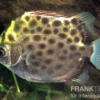Grüner Argusfisch, Scatophagus argus argus, 4-6 cm