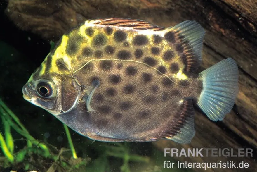 Grüner Argusfisch, Scatophagus argus argus, 4-6 cm