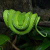 Grüner Baumpython, Morelia viridis