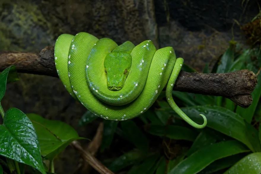Grüner Baumpython, Morelia viridis