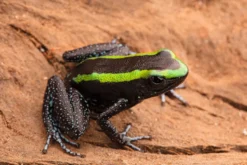 Grüner Blattsteiger, Phyllobates aurotaenia
