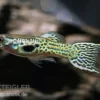 Grüner Cobra Endler Guppy, Poecilia wingei, paarweise