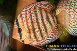 Grüner Diskus TEFE, Symphysodon aequifasciatus Tefe, WF, 14-17 cm