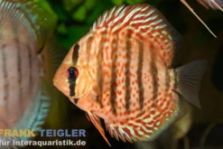 Grüner Diskus TEFE, Symphysodon aequifasciatus Tefe, WF, 14-17 cm