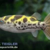 Grüner Flusskugelfisch, Dichotomyctere fluviatilis
