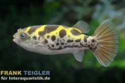 Grüner Flusskugelfisch, Dichotomyctere fluviatilis