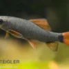 Grüner Fransenlipper, Epalzeorhynchos frenatum