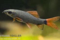 Grüner Fransenlipper, Epalzeorhynchos frenatum
