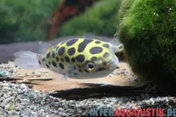 Grüner Kugelfisch, Tetraodon nigroviridis