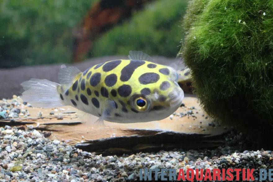 Grüner Kugelfisch, Tetraodon nigroviridis
