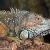 Grüner Leguan, Iguana iguana