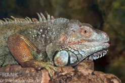 Grüner Leguan, Iguana iguana