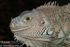 Grüner Leguan, Iguana iguana