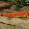 Grüner Leguan in Rot, Iguana iguana