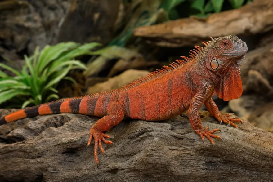 Grüner Leguan in Rot, Iguana iguana