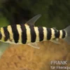 Grüner Leporinus, Leporinus fasciatus (Wespensalmler)