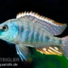 Grüner Maulbrüter, Otopharynx tetrastigma, DNZ