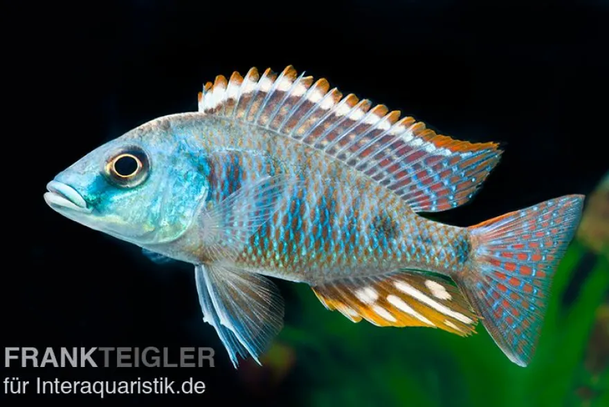 Grüner Maulbrüter, Otopharynx tetrastigma, DNZ