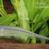 Grüner Messerfisch, Eigenmannia virescens