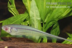 Grüner Messerfisch, Eigenmannia virescens