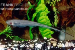 Grüner Messerfisch, Eigenmannia virescens
