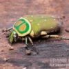 Grüner Mini-Rosenkäfer, Amauroleucocelis lunata