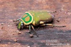 Grüner Mini-Rosenkäfer, Amauroleucocelis lunata